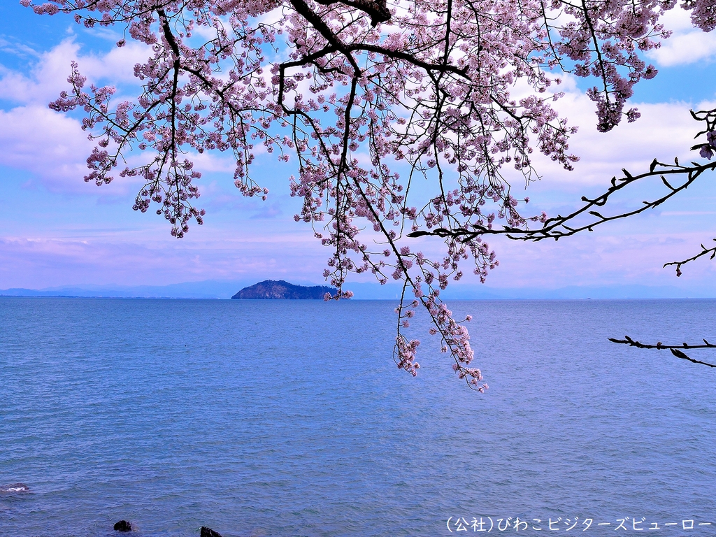 海津大崎の桜
